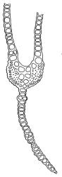 Fissidens dubius, leaf cross-section, region of vaginant and dorsal laminae. Drawn from J.K. Bartlett 23383, WELT M007506.
 Image: R.C. Wagstaff © Landcare Research 2014 